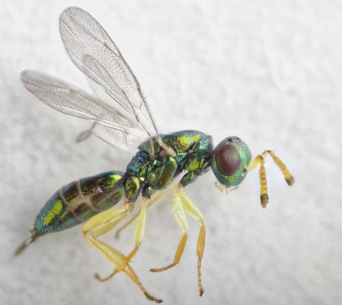 Mesopolobus sp.